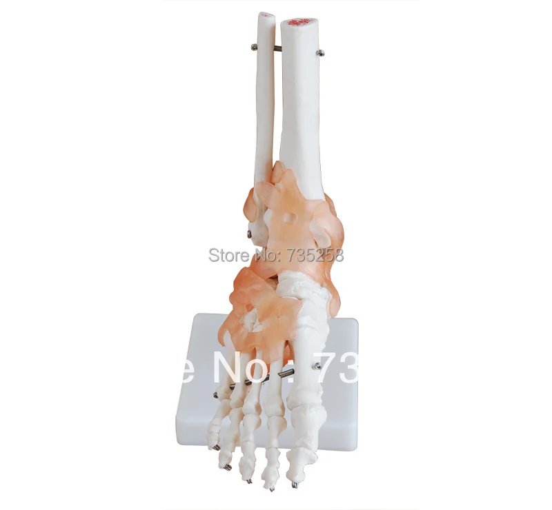 

Life-Size Foot Joint,Life-Size Foot Joint with Ligaments,Foot Joint Ligament