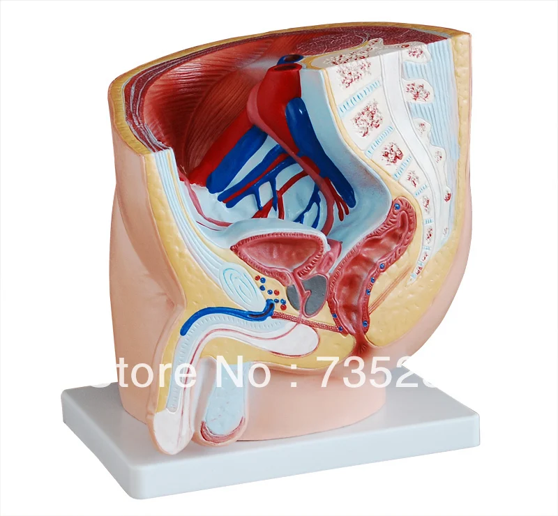 Human Male Pelvis Section (1 Part),Men Sagittal Anatomical Model