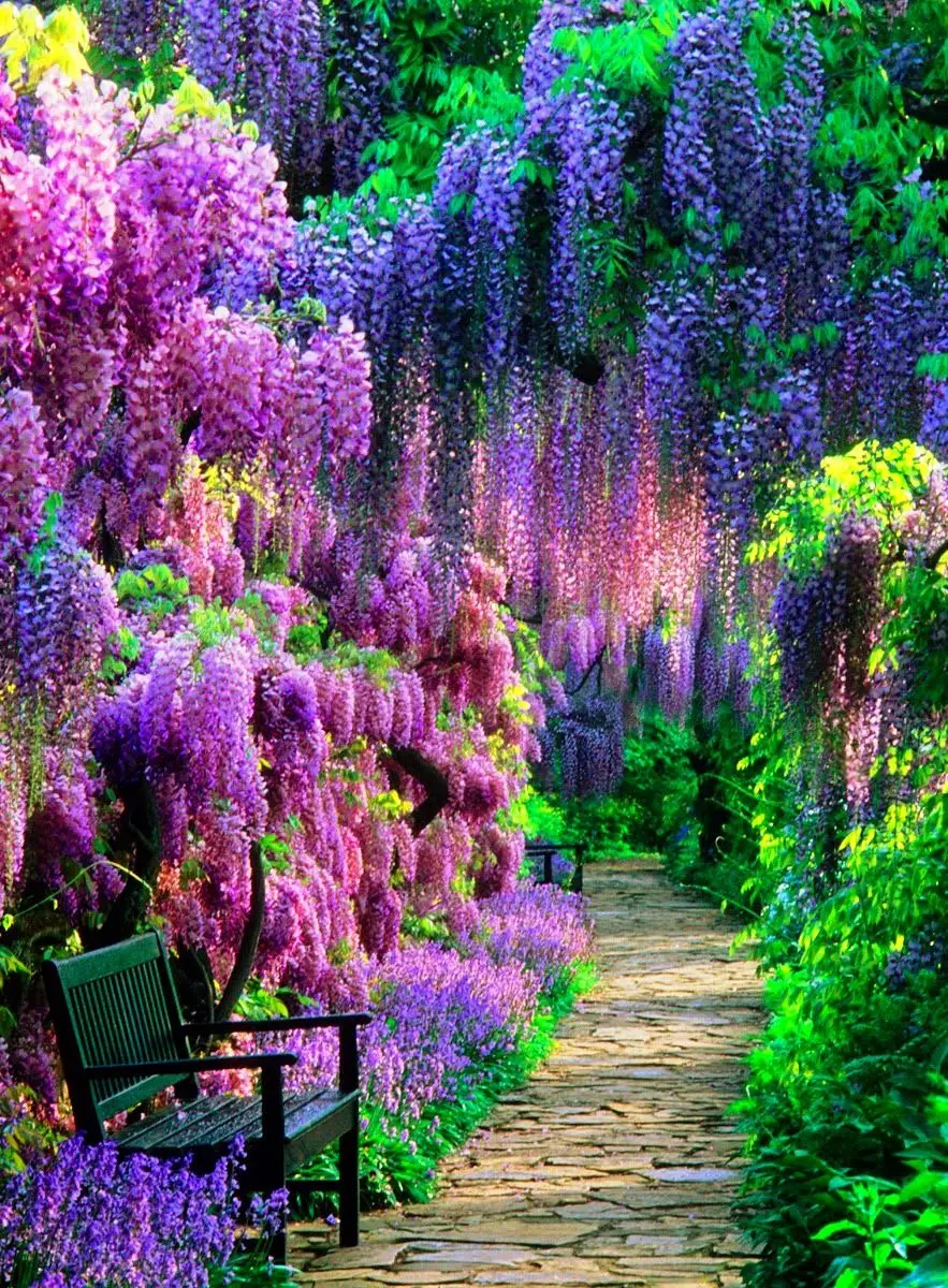 Полностью Diy Алмазная картина &quotWisteria Flower Garden&quot 5D Вышивка крестом вышивка
