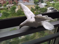 simulation peace bird large 36x28cm white dove spreading wingspolyethylenefurs handicraftpropshome decoration gift p0779