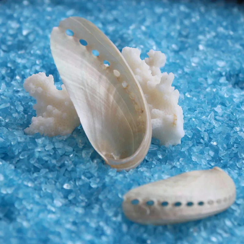 Бесплатная доставка (10 шт./лот) ракушка Ослика натуральная и украшение для дома