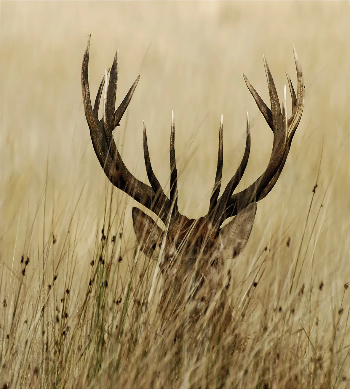 Antler Декор королева размер пододеяльник набор Ambesonne белохвостый Олень сельская