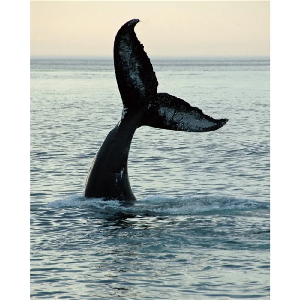 

Laeacco Canvas Calligraphy Painting Sea Animal Tail Posters and Prints Scenery Wall Artwork Living Room Home Decoration