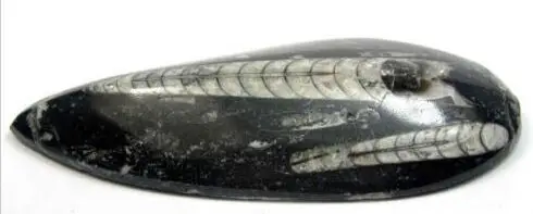 1 шт. Редкий природный трилобит fossil кластер образец Бесплатная доставка | Дом и