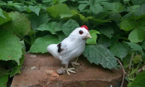

white simulation chicken toy polyethylene&furs chicken model funny gift about 9.5cmx6cmx9.5cm