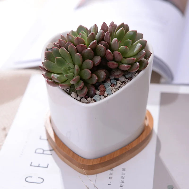 2 шт. горшков для суккулентов из белой керамики в форме сердец с подставками для декорирования дома (2 горшка + 2 подставки)