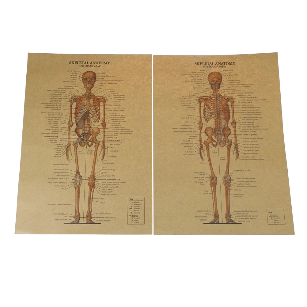 Домашний Декор наклейки Скелет структуры тела нервная система Наклейка на стену