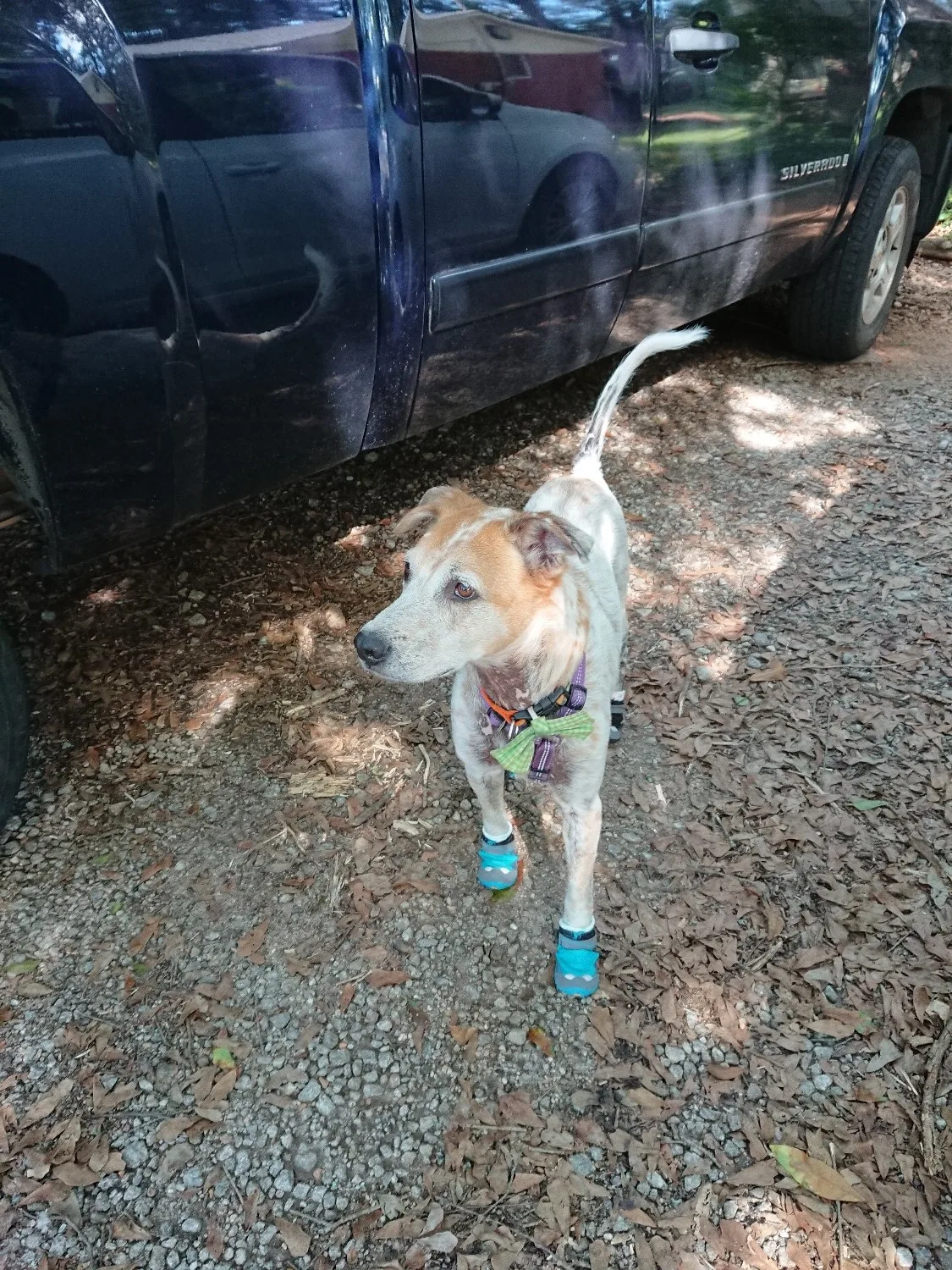 RUFFWEAR-Grip Trex, вездеходная лапа Одежда для собак