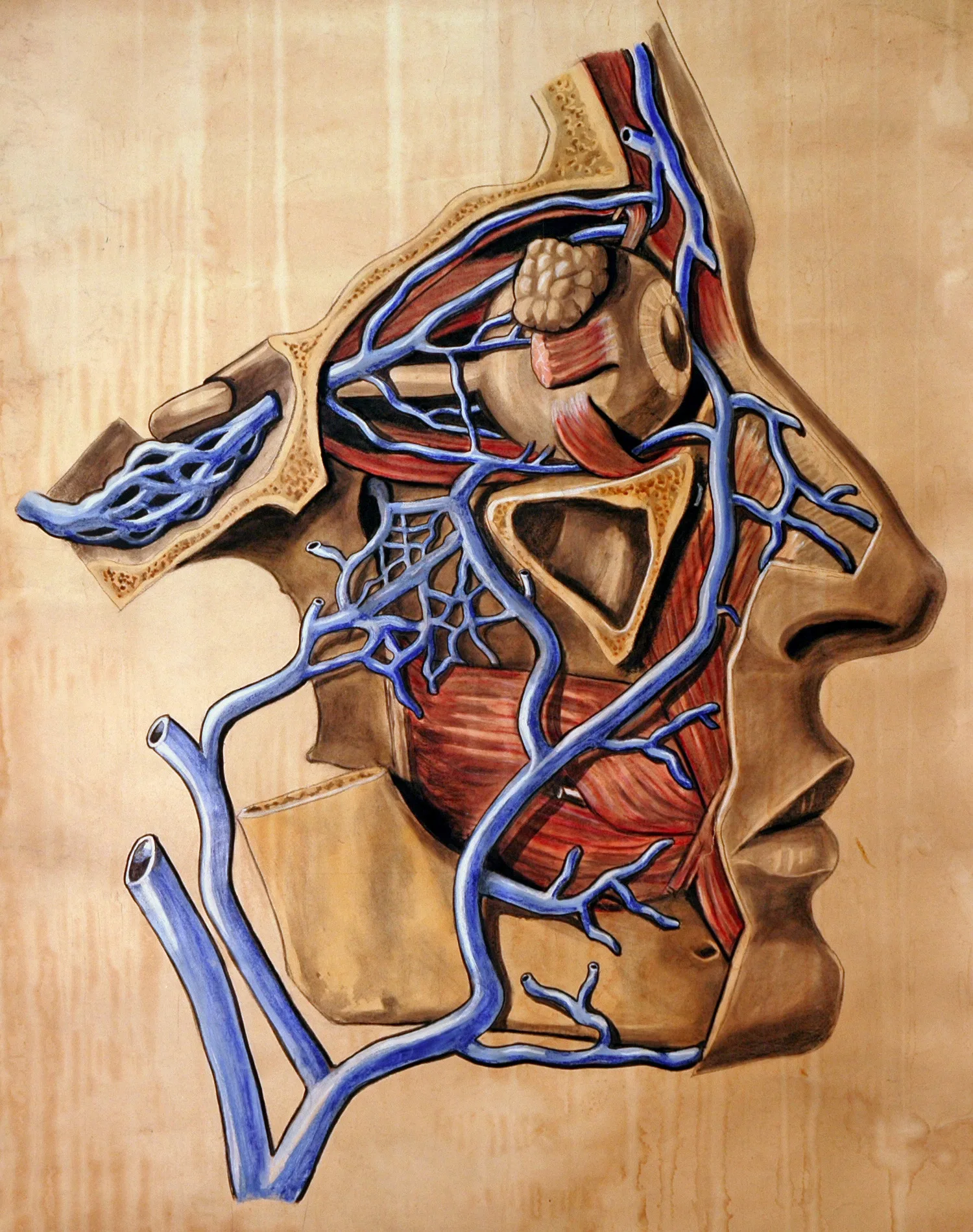 Human Anatomy Maxillary Artery Anatomical Chart Classic Insignia Canvas Paintings Vintage Wall Posters Stickers Home Decor Gift | Дом и сад