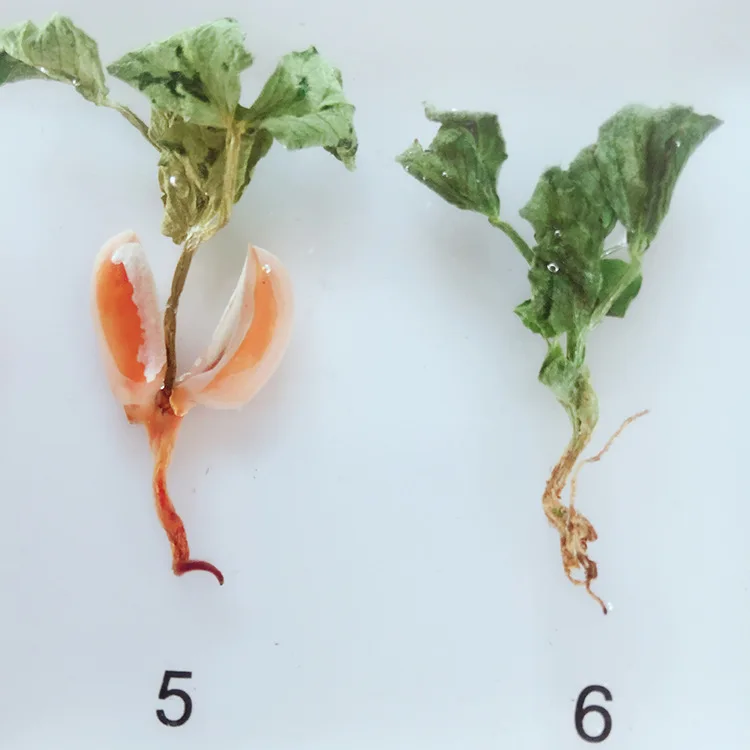 Peanut Germination and Growth Process Embedded Specimen Real Plant History Specimens Models Biology Botany Teaching Aids | Канцтовары