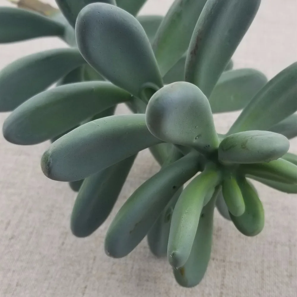 1 шт. Искусственные цветы Большие растения для свадьбы декоративные