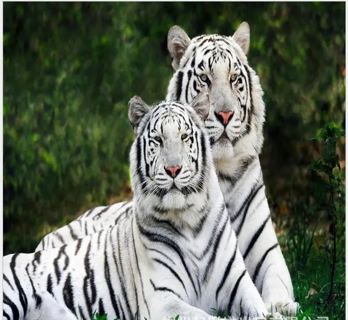 

Two white tigers in Europe 3D Window Curtain Luxury Blackout living room kids Bedroom decorate Cortina Drapes Rideaux pillowcase