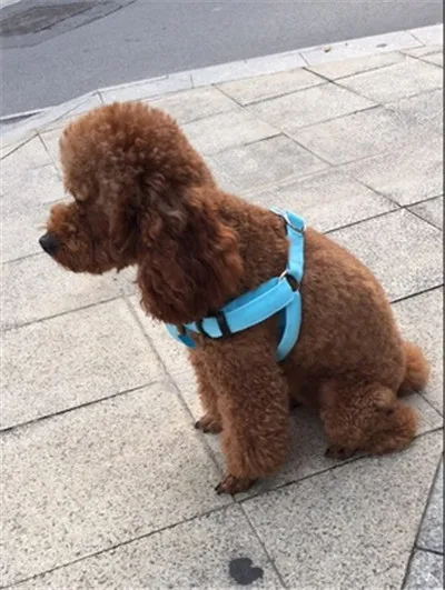 C01 твердый светодиод для домашних собак светильник жгуты pet ремень светящийся жгут для собак средних и больших собак