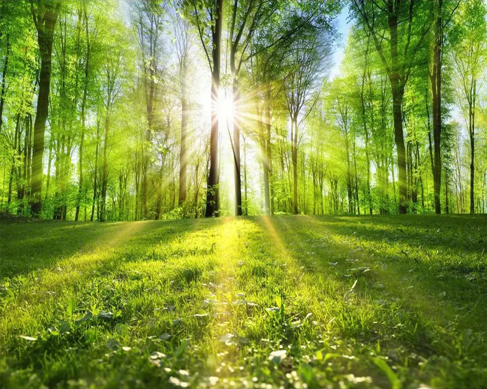 Декоративные обои тихий лес Пейзаж | Обустройство дома