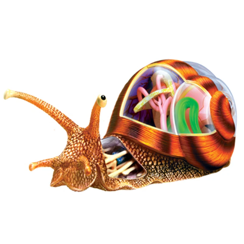 4D Улитка интеллект сборная игрушка органа животного анатомическая модель