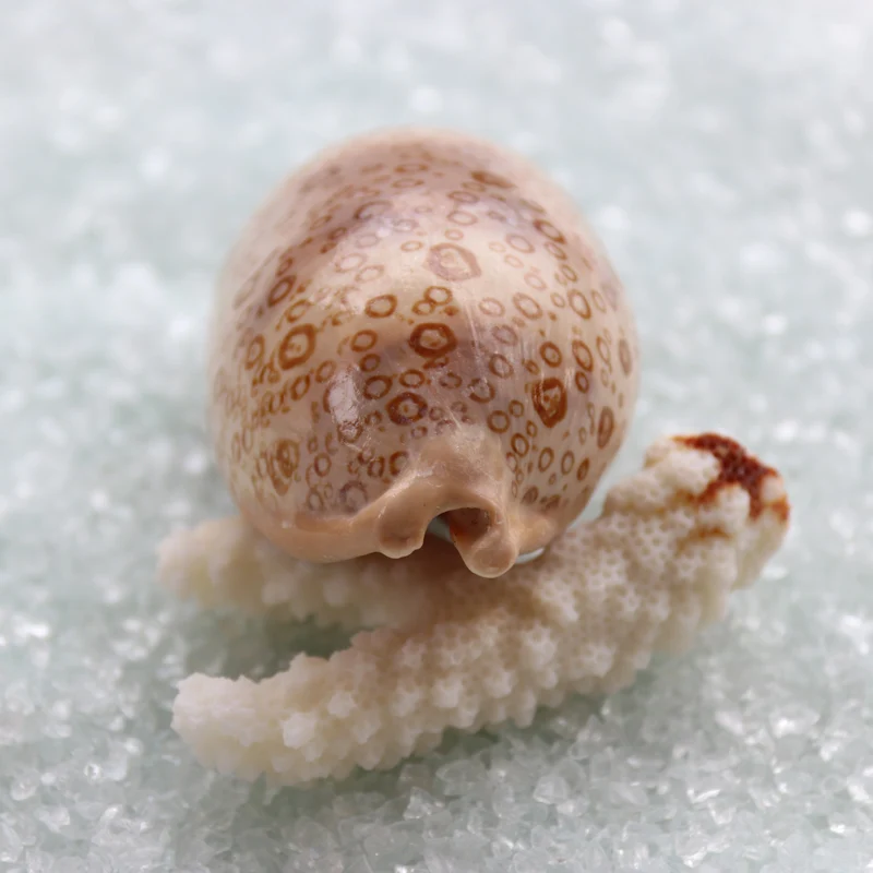 Бесплатная доставка (2 шт./лот) глазная оболочка натуральная и раковина домашнее