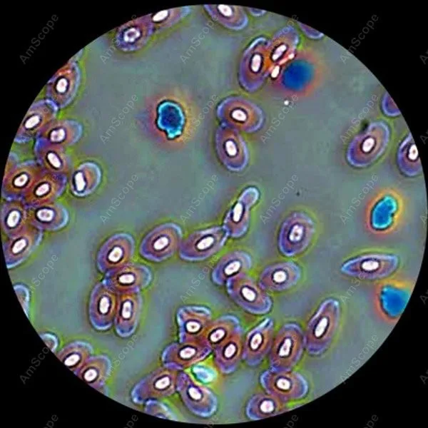Микроскоп Тринокулярный 30 Вт 40x 2000x|microscope filter|microscope wholesalemicroscope light |