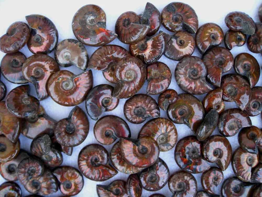 

1000g Rainbow Iridescent Ammonite Shell Specimen Madagascar