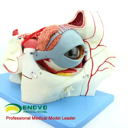 Зрение человека анатомическая орбитальная модель тканей медицинский глаз век