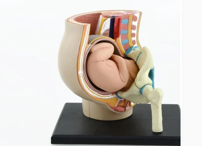 4D собранная человеком модель тазовой женщины месяцы беременности плод матка