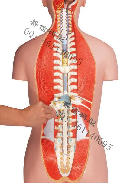Бесплатная доставка и эксклюзивная модель человеческого ядра для двух полов 27