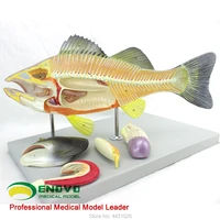 enovo fish anatomy model aquaculture science teaching experimental model biological animal model