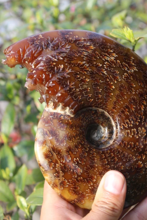 

Beautiful natural Chrysanthemum grain conch Ammonite fossil