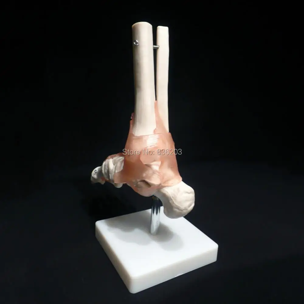 Жизненный размер ножной сустав с связями анатомический скелет анатомическая