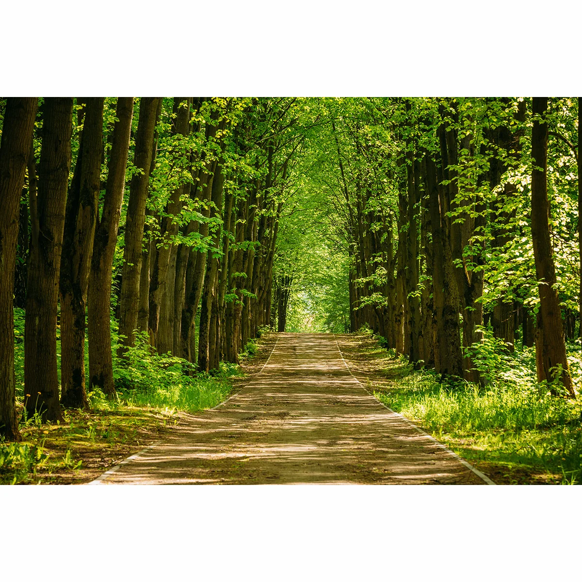 Allenjoy фоны для фотостудии дорожка Дорога зеленые деревья лес Красивая дорога