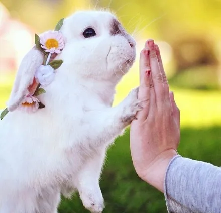 Оплатил баланс например добавить спицы или обновленный концентратор и спицы|hub