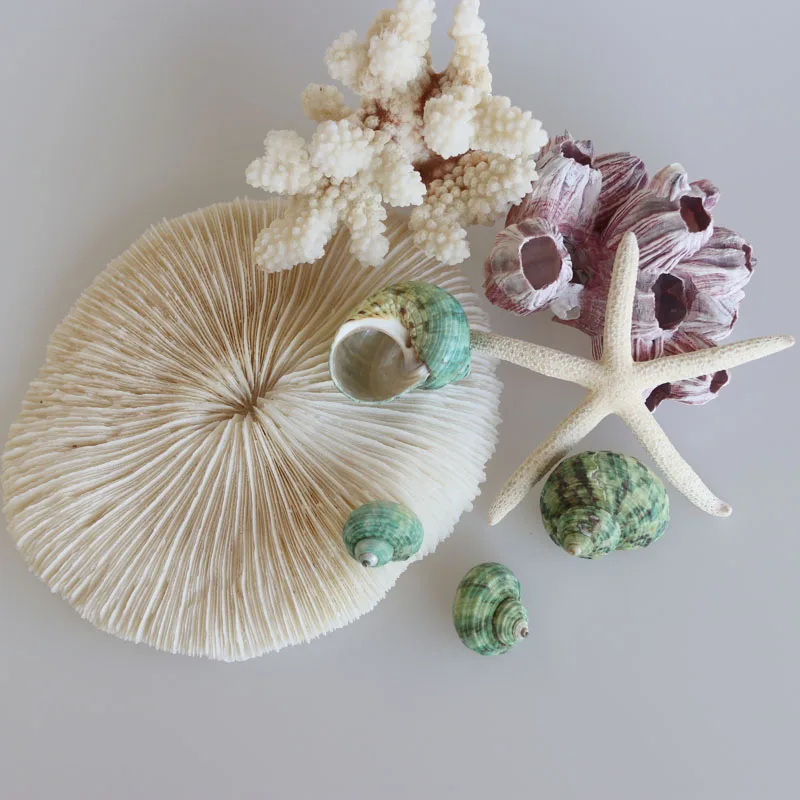 Бесплатная доставка (20 шт./лот) маленькая Зеленая Улитка натуральная раковина и