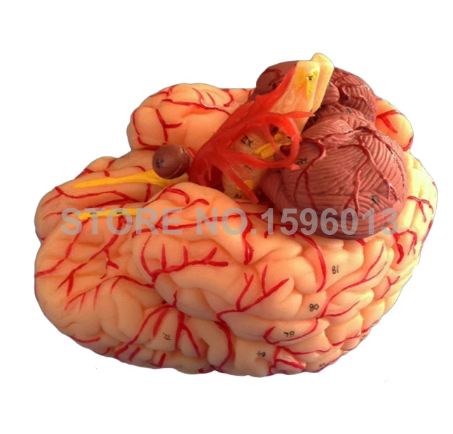 Усовершенствованная модель мозга из 9 частей с артерией анатомический мозг 3D