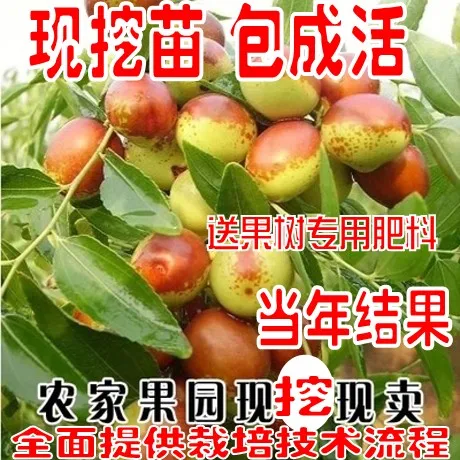 Саженцы в горшках саженцы фруктовых деревьев посаженные к северу и южу от Хотана