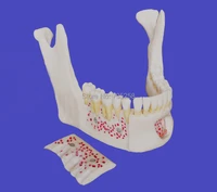 senior 11 simulation model of mandiblehigh copy of neurovascular mandibular teeth model