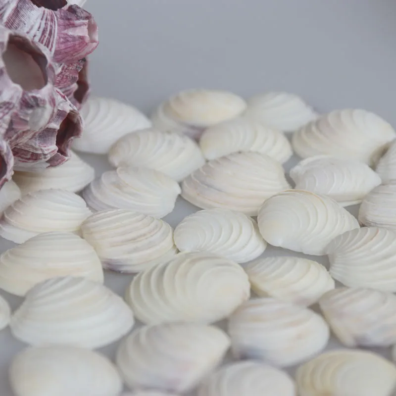 Бесплатная доставка (50 шт./лот) ракушки в белую полоску натуральные и раковины