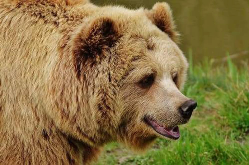 GLymg мозаика подарок полная дрель 5D алмазная картина сделай сам вышивка