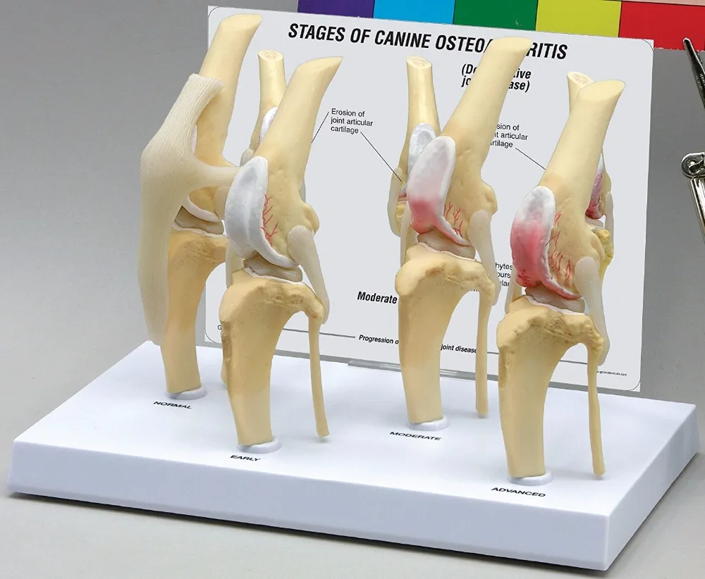 4 ступенчатый наколенник для собак и артрит анатомический модель скелета esqueleto