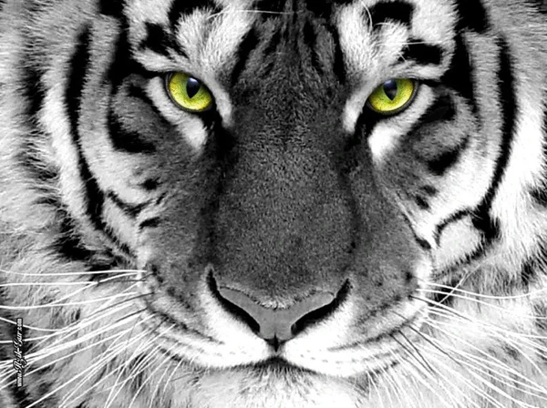 

Full Drill Diy Diamond Painting Cross Stitch Animal Resin Square/round Diamond Painting Sets Decorative Full Embroidery Tiger