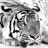 beibehang photo wallpaper tiger black and white animal murals entrance bedroom living room tv background wall mural wall paper