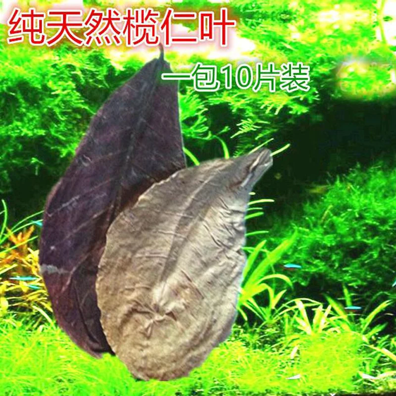 Bactericide leaf Pure natural Olive leaves adjust PH value Reducing acid regulation Improve water quality antibacterial | Дом и сад