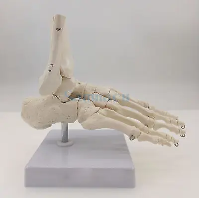 Функциональная анатомическая медицинская модель скелета для ног и лодыжки|anatomical