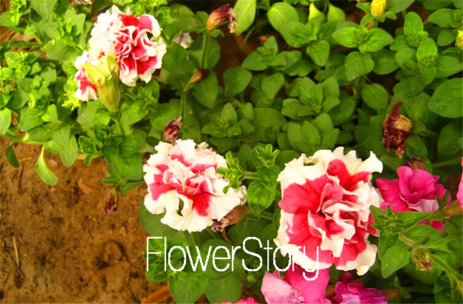Лимонный ломтик Superbells calibachoa Petunia годовой Цветочный ЗАВОД, 100 растение в упаковке, 24 цвета на выбор,# WI1AJX