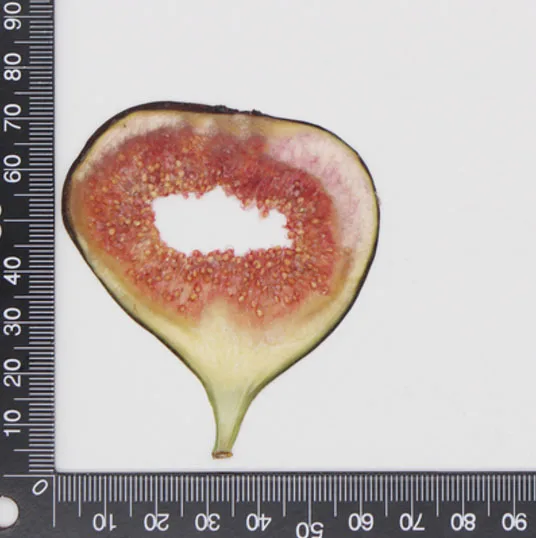Ficus Carica Linn. 10 шт прессованный высушенный фруктовый ломтик гербарий из растений для ювелирных изделий открытка с пригласительным билетом чехол для телефона Закладка рукоделие Изготовление DIY - Цвет: Ficus Carica Linn.