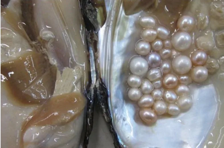 Natural Freshwater Big Monster Oysters Bulk 10pcs Vacuum Packed Beads Wish Pearl Oyster Shell ZB001 | Украшения и аксессуары