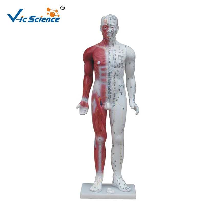 Medical Study Human 85CM Male Acupuncture Model with Muscle