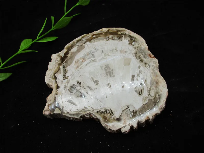 Natural Wood Root Fossil Crystal Stone Rock Healing Gemstone Specimen Mineral Gem For Collection | Дом и сад