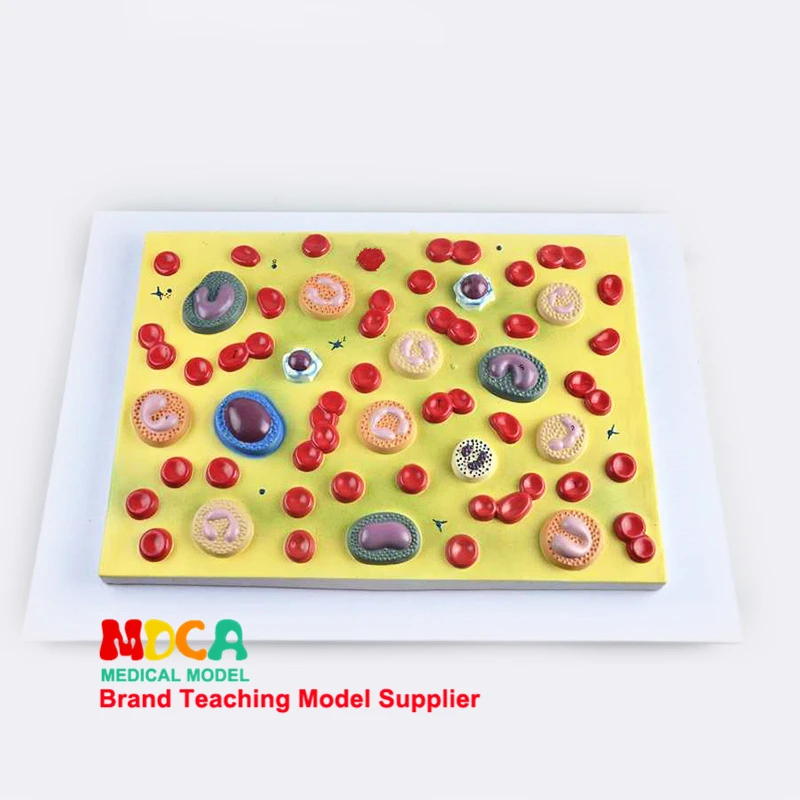

Medical Model Medicine Teaching MXXB001 for Hematological Anatomy Model Cell Model