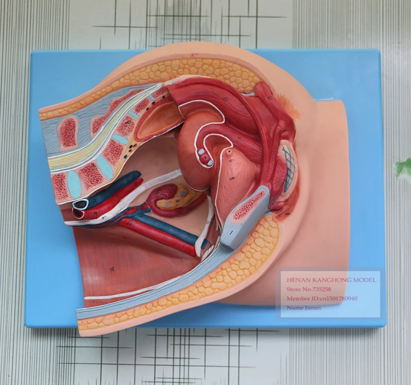 

Median Sagittal of Female Pelvis,Female Pelvic Cavity Model,Reproductive System Anatomical Model