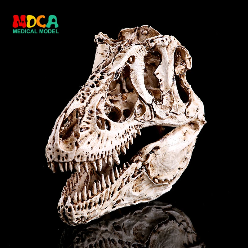 

Resin handicraft study room resin skeleton head white tyrannous dragon bone dinosaur specimen KLGT010