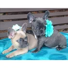 Картина цветок французского Бульдога, сделай сам, вышивка крестиком, мозаика, пазл, вышивка, бусины, милая собака